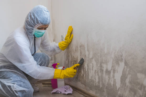 Best Professional Mold Removal  in Gordo, AL