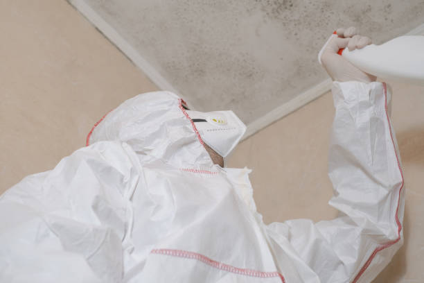 Best Professional Mold Removal  in Gordo, AL