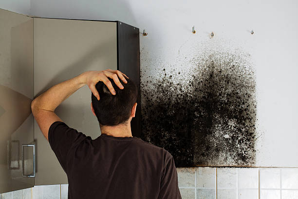 Best Home Mold Removal  in Gordo, AL