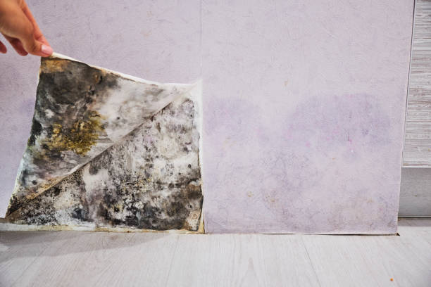 Best Local Mold Removal Service  in Gordo, AL